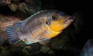 Petrotilapia genalutea